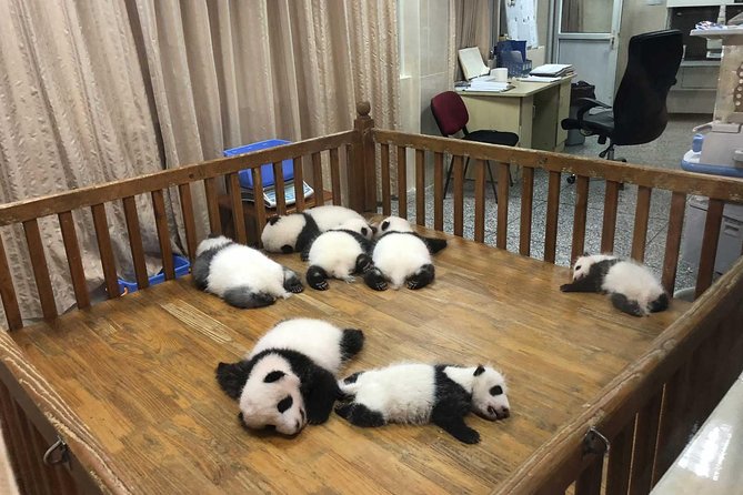 Private Tour of Chengdu Panda Center and Leshan Giant Buddha - Giant Panda Breeding Research Base: Watching Behavior, Not Just Branding