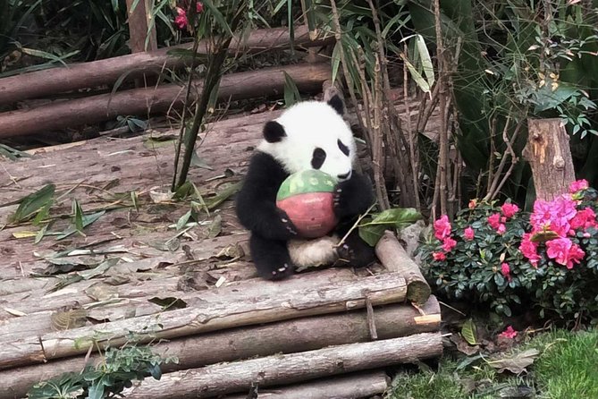 Private Tour of Chengdu Panda Center and Leshan Giant Buddha - Booking Value: Tickets Included, Mobile Ticket, and No Guesswork