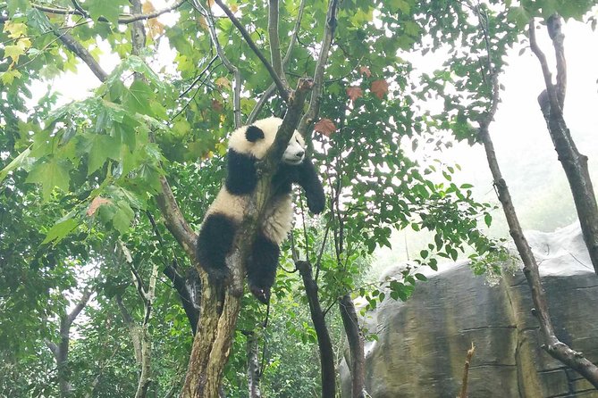 Private Tour of Chengdu Panda Center and Leshan Giant Buddha - Who Should Book This Tour, and Who Might Skip