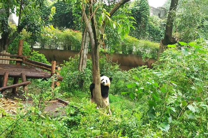 Private Tour of Chengdu Panda Center and Leshan Giant Buddha - Should You Book the Private Panda Center and Leshan Buddha Tour?