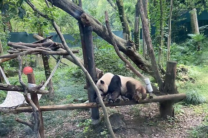 Private Zhujiajiao Water Town Tour with Shanghai Zoo and Panda - Getting to Zhujiajiao: travel time that keeps the vibe relaxed