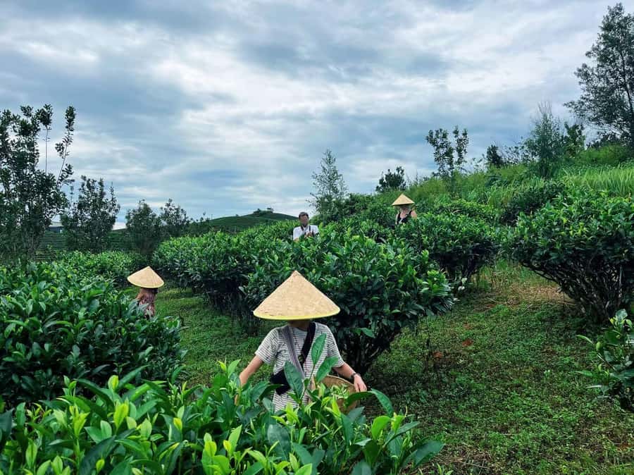 Puer Tea Picking and Tasting | 6 Hour Morning Trip - Jinghong or Pu’er pickup, small group ride, and the 5 to 7 hour rhythm