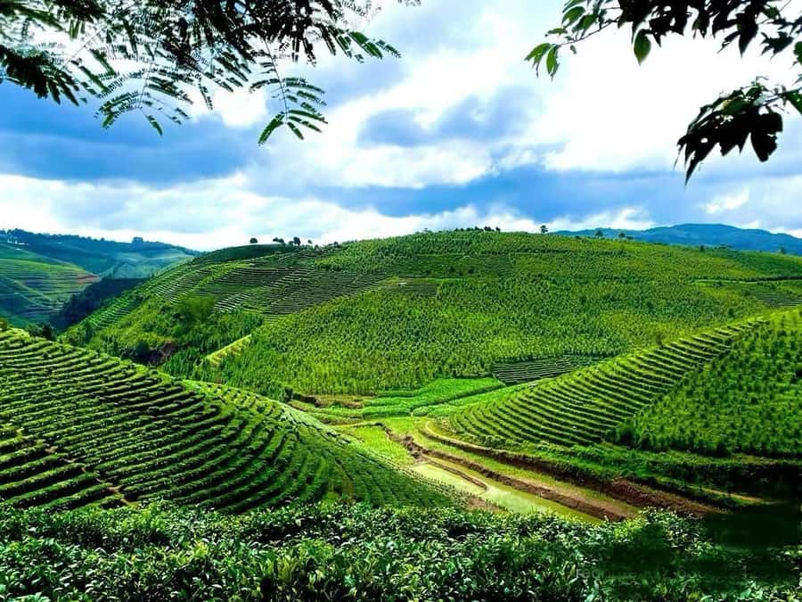 Puer Tea Picking and Tasting | 6 Hour Morning Trip - Hands-on tea picking: getting leaf selection right in real life