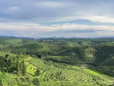 Puer Tea Picking and Tasting | 6 Hour Morning Trip