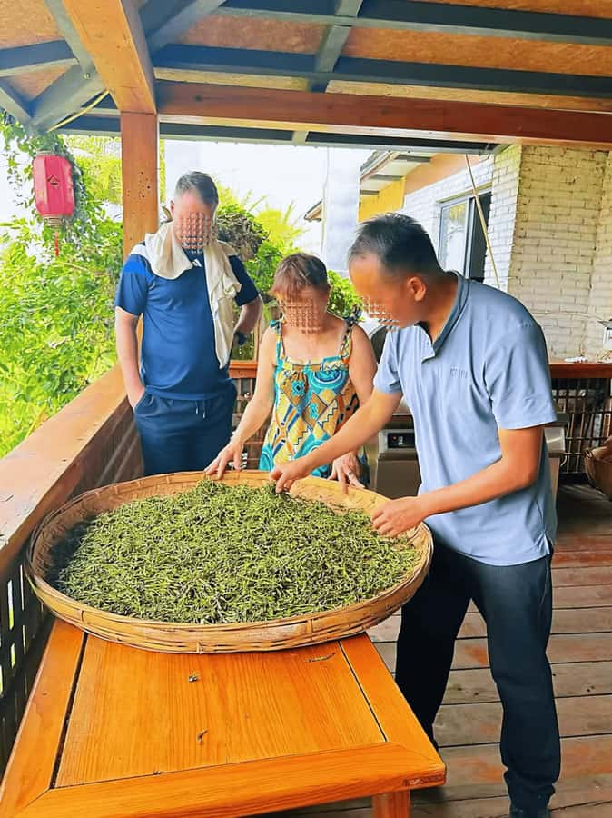 Puer Tea Picking and Tasting | 6 Hour Morning Trip - Who this tour fits best, and who should think twice