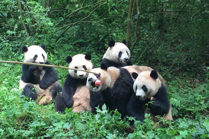Sanxingdui Museum+Chengdu Panda Base or Jinsha Site Tour - Who Should Book This Sanxingdui + Panda or Jinsha Day Tour
