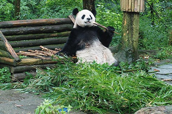 Sanxingdui Ruins and Giant Pandas Private Day Tour from Chengdu - How this day tour works in real life (Chengdu to Guanghan and back)
