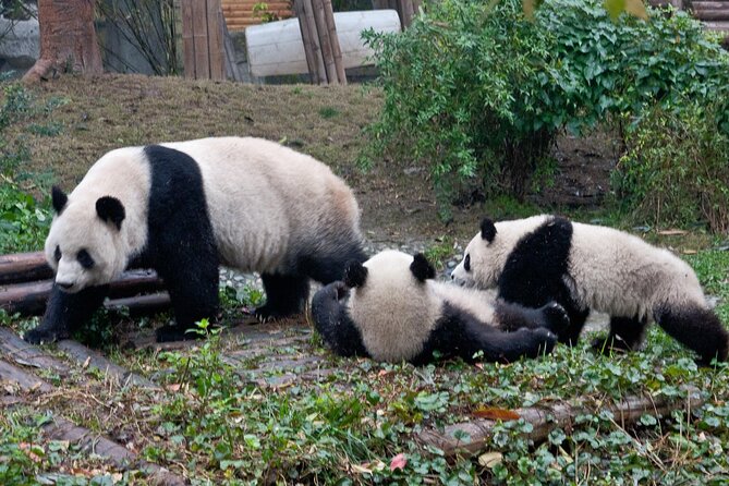 Sanxingdui Ruins and Giant Pandas Private Day Tour from Chengdu - Who this tour fits best (and who should think twice)