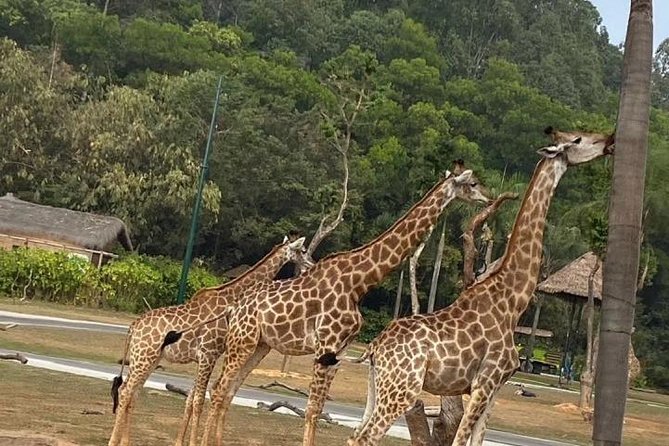 See Panda Guangzhou Chimelong Safari Park and Circus Private Tour - Key things to know before you go