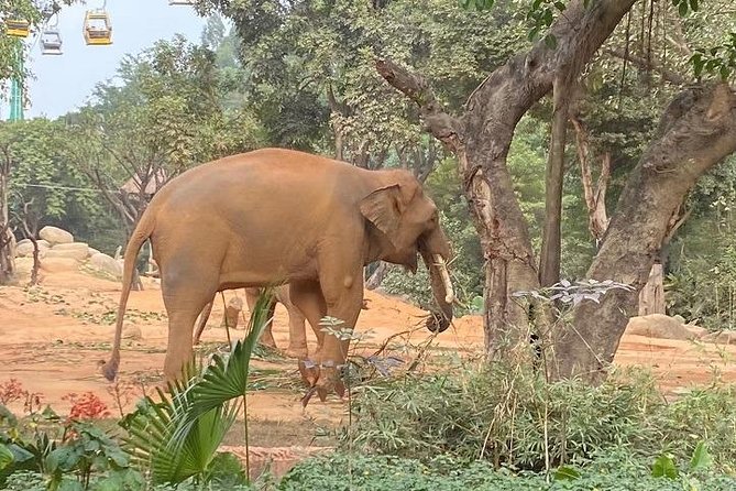 See Panda Guangzhou Chimelong Safari Park and Circus Private Tour - Why Chimelong Safari Park plus Circus works so well in one day