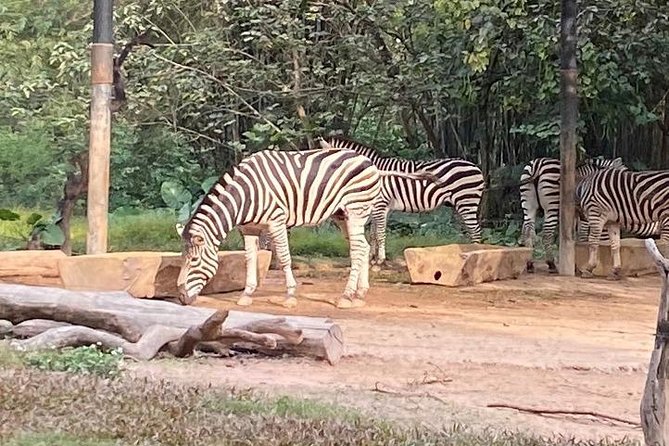 See Panda Guangzhou Chimelong Safari Park and Circus Private Tour - Who this tour is best for (and who might want a different style)