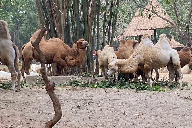 See Panda Guangzhou Chimelong Safari Park and Circus Private Tour - What a smooth day looks like, from start to finish