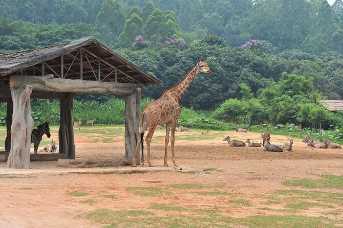See Panda Guangzhou Chimelong Safari Park and Circus Private Tour - Hotel pickup, private car, and the most useful parts of being “private”