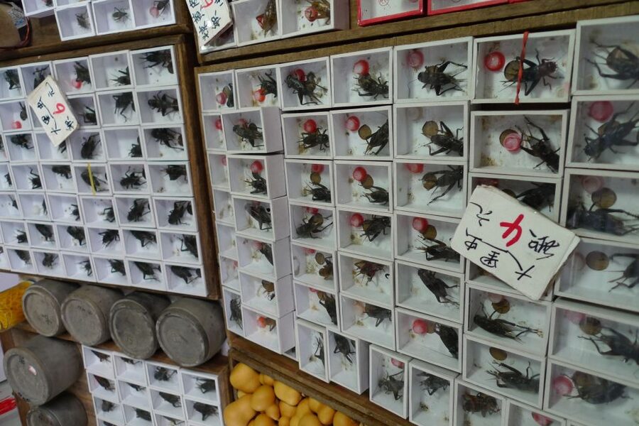 Shanghai: 3-Hour Old Shanghai City Tour - FAQ