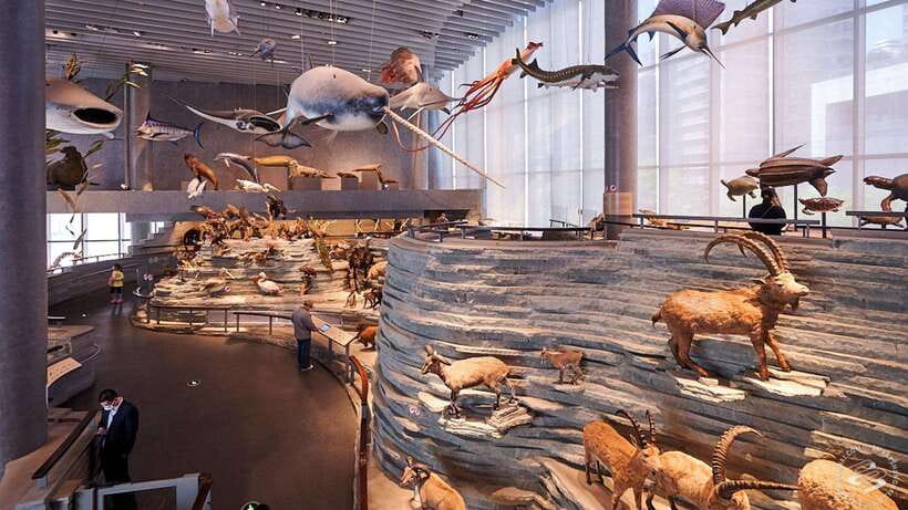 Shanghai: Natural History Museum Admission entry ticket - Shanghai Natural History Museum, and why this admission ticket is a smart pick