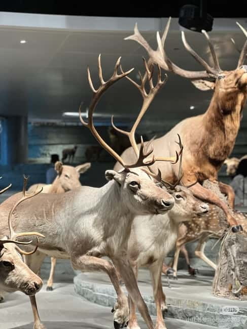 Shanghai: Natural Museum tickets with guide(optional) - Key things to know before you go