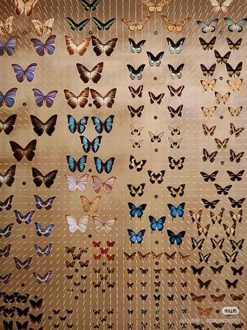 Shanghai: Natural Museum tickets with guide(optional) - Shanghai Natural History Museum, in Jingan, built for a real one-day visit