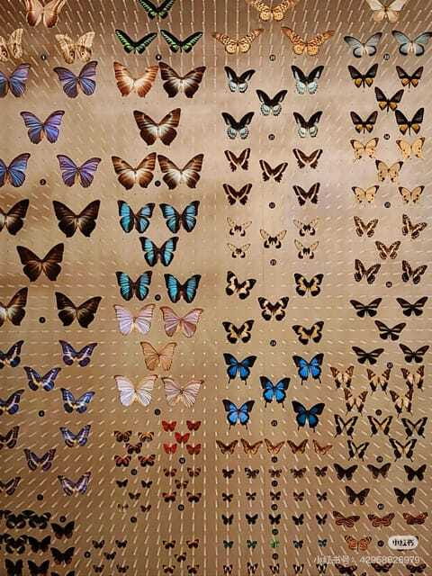 Shanghai: Natural Museum tickets with guide(optional) - Price and value: $13 for a whole museum day is solid