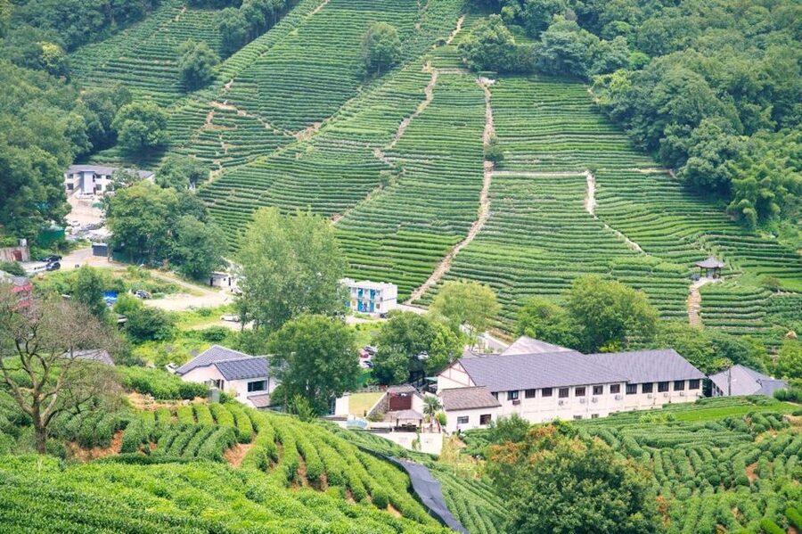 Shanghai: Private Guided Tour to Hangzhou by Bullet Train - Longjing Tea Farm: Lunch, Tea Tasting, and a Real Taste of Hangzhou