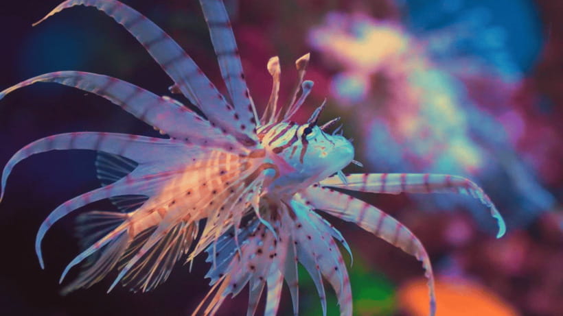 Shanghai: The Marine Wonders at Shanghai Ocean Aquarium - The 155-meter underwater tunnel: your first big wow moment