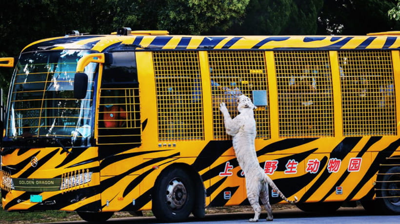 Shanghai: Wild Animal Park Ticket - Price, what you get, and where the value really comes from