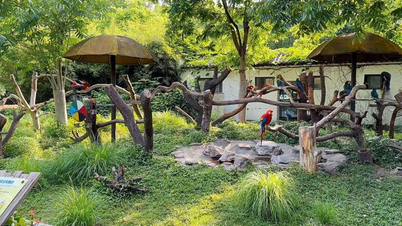 Shanghai: Zoo and Zhujiajiao Water Town Tour with Boat Ride - Shanghai Zoo Highlights: Pandas, Tigers, and the Best Way to Avoid Missing Stuff