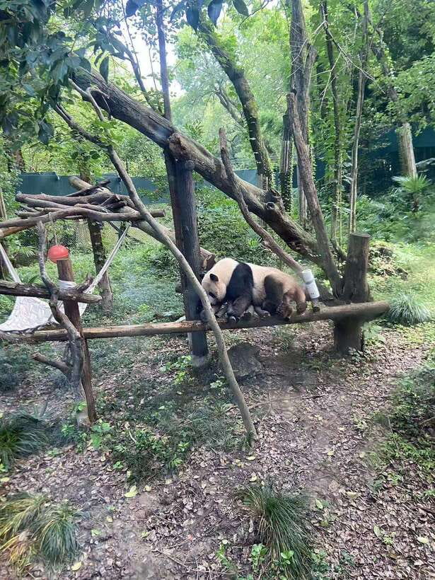 Shanghai: Zoo and Zhujiajiao Water Town Tour with Boat Ride - Who This Tour Suits Best (And Who Might Prefer Something Else)