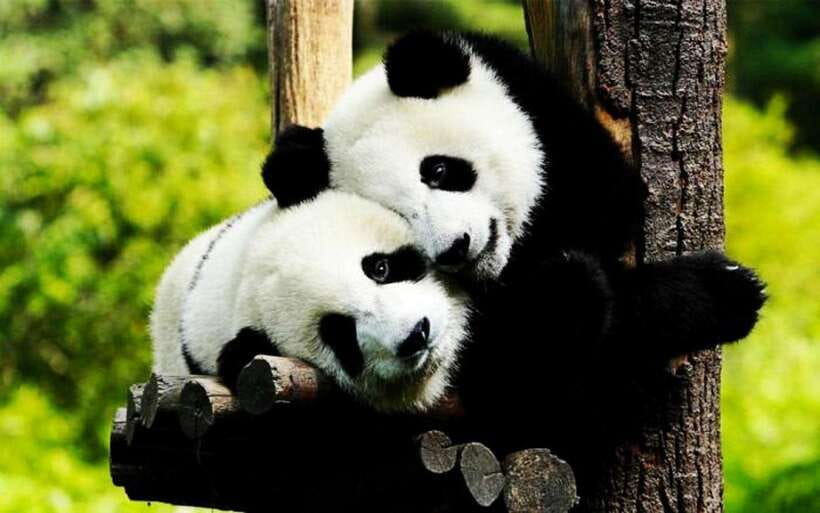 Shanghai: Zoo and Zhujiajiao Water Town Tour with Boat Ride - Zhujiajiao, the Little Venice, Where You Walk Ming and Qing Streets