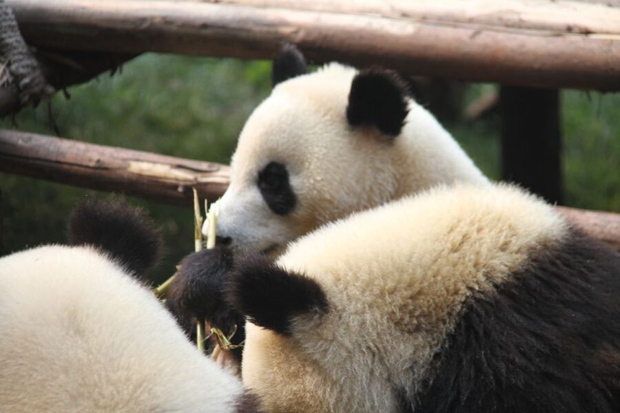Sichuan: Big Panda Volunteer Day tour - The big base maze: lunch, navigation, and keeping your timing tight