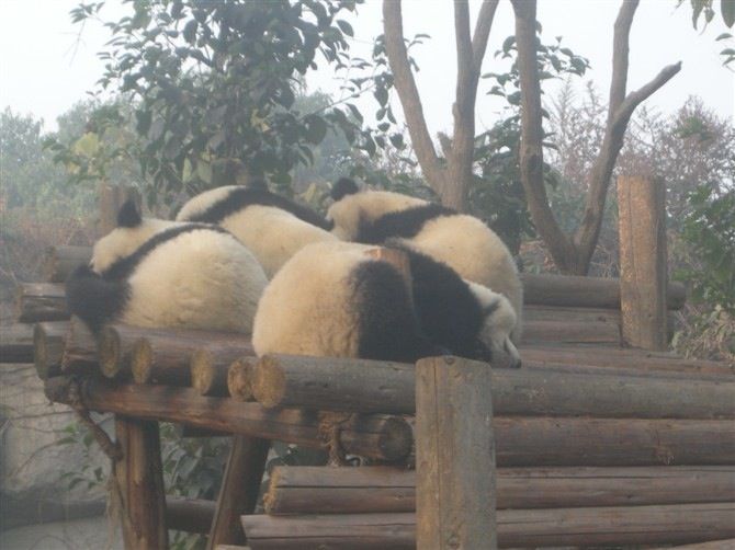 Sichuan: Big Panda Volunteer Day tour - Who should book, and who should skip this volunteer-style day
