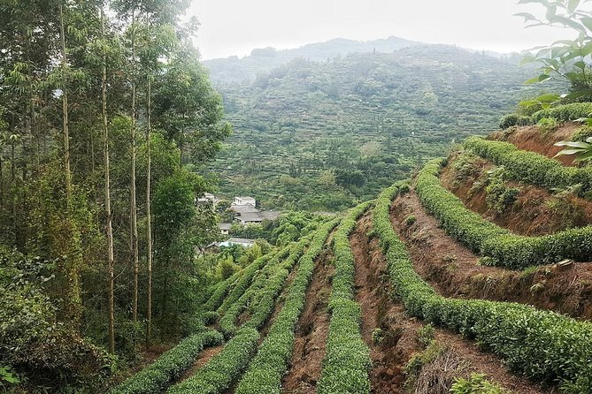 Tea Village in lost Town and Buddha 1 day tour - Leshan Giant Buddha by boat: the scale moment