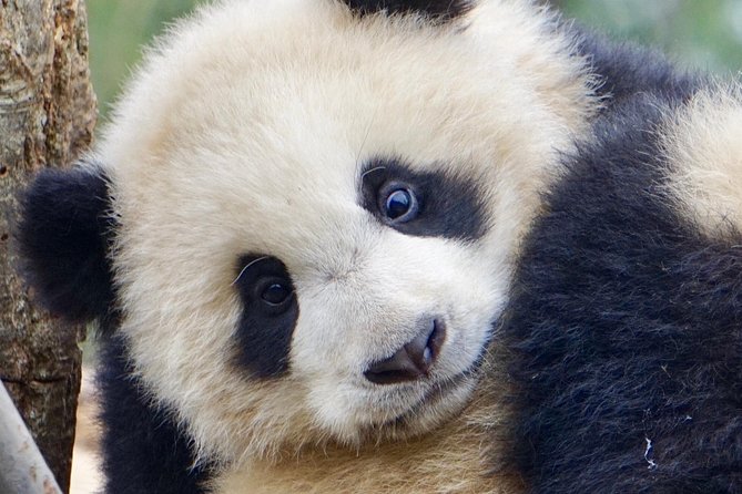 Visiting Dujiangyan Yaan Wolong Panda Base Optional Volunteering - Museum, documentary, and the conservation education you get