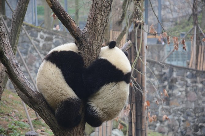 Visiting Dujiangyan Yaan Wolong Panda Base Optional Volunteering - Timing, passport checks, and base rules you must follow