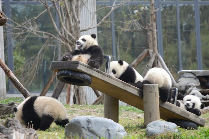Wolong Panda Base Private Day Tour Optional Volunteering - Chengdu to Wolong: Timing, drive time, and why the schedule works
