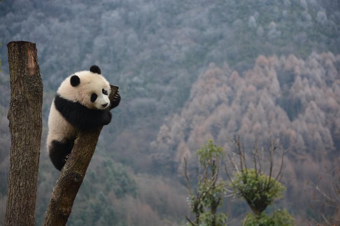 Wolong Panda Base Private Day Tour Optional Volunteering - Entering Wolong Panda Base: What you do once you arrive