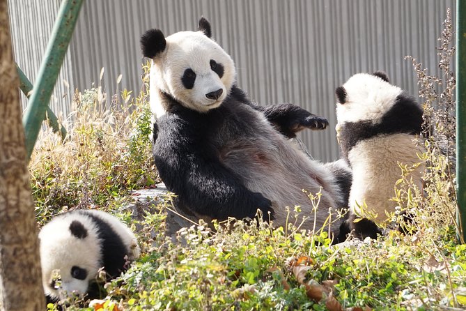 Wolong Panda Base Private Day Tour Optional Volunteering - Lunch at Wolong day-trip pace: A needed reset, not an afterthought